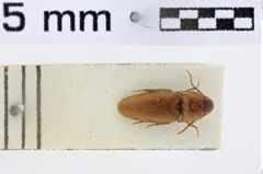 Foto (Dorsalansicht) von Podeonius schmidi (NHMW-ZOO-COL-0011095)